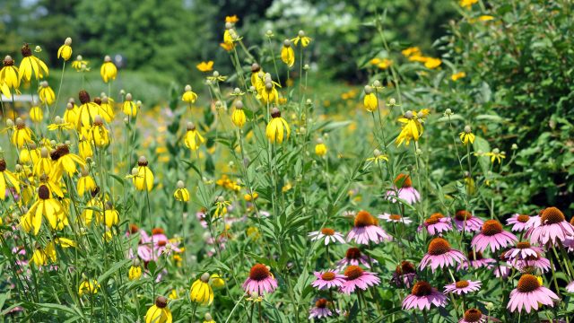 Top Planting Choices for July: Enhance Your Garden Today
