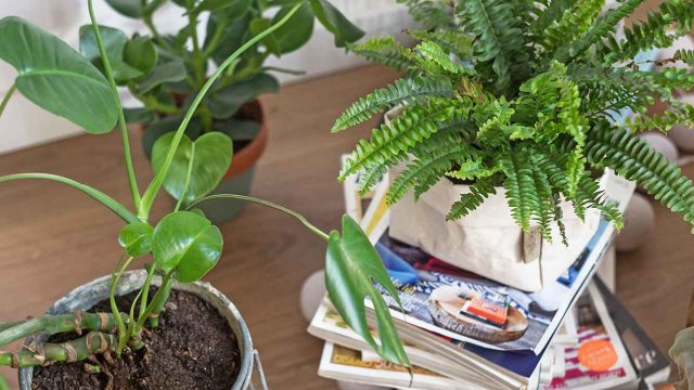 Unconventional Gardening Tips to Enhance Your Green Space