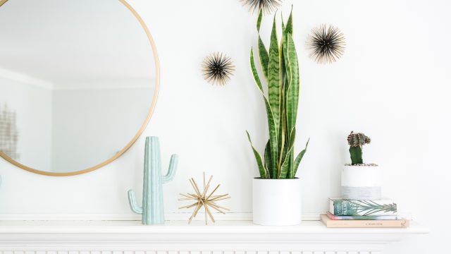 Discovering IKEA's Hidden Gem: The Plant Section You Can't Miss