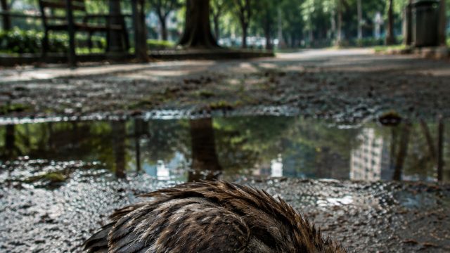 Unexpected Wildlife Deaths Raise Questions in Urban Ecosystems