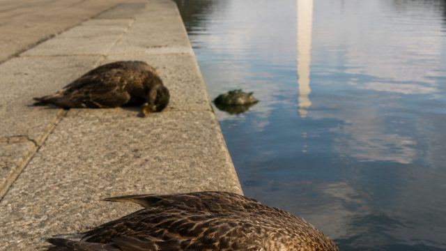 Unseen Threat: Mysterious Duck Deaths at Reflecting Pool Raise Concern