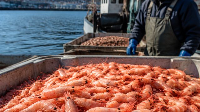 Northern Shrimp Fishery Returns: A New Era for Newfoundland's Economy