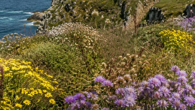 Discovering St Levan: A Haven for Wildlife Lovers